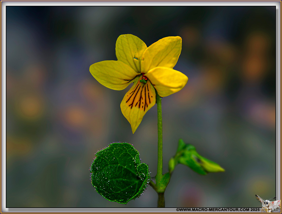 Viola biflora